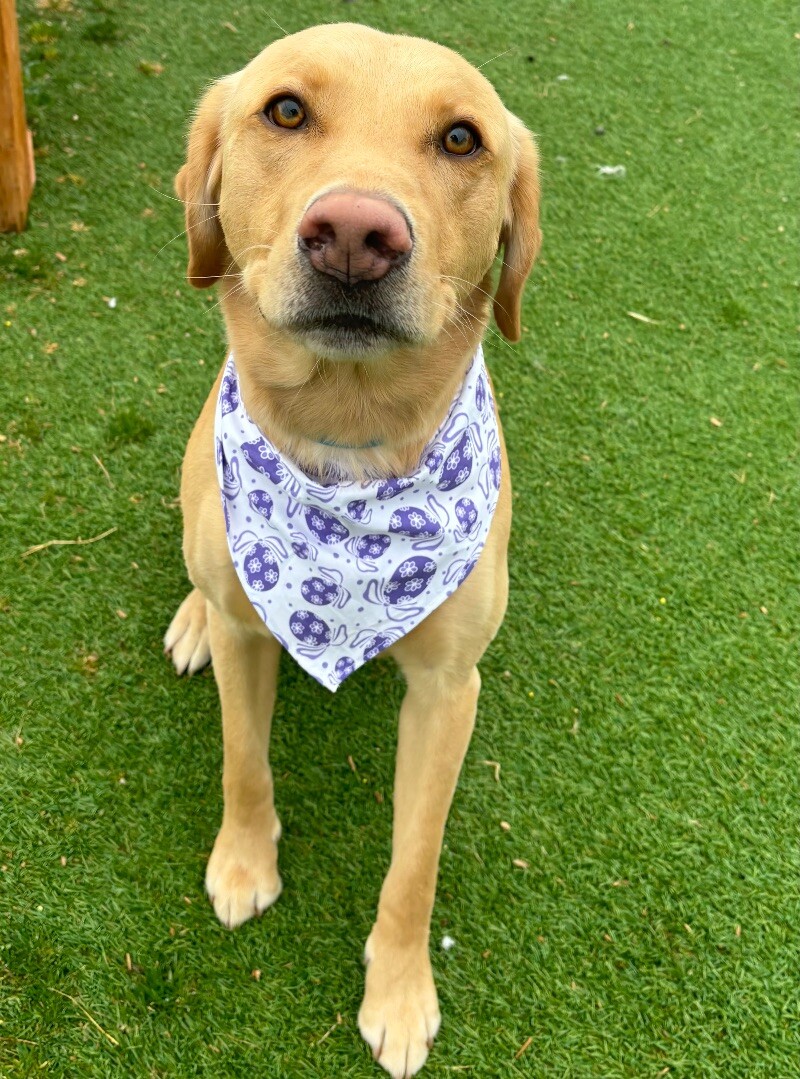 Picture of the Animal Listed